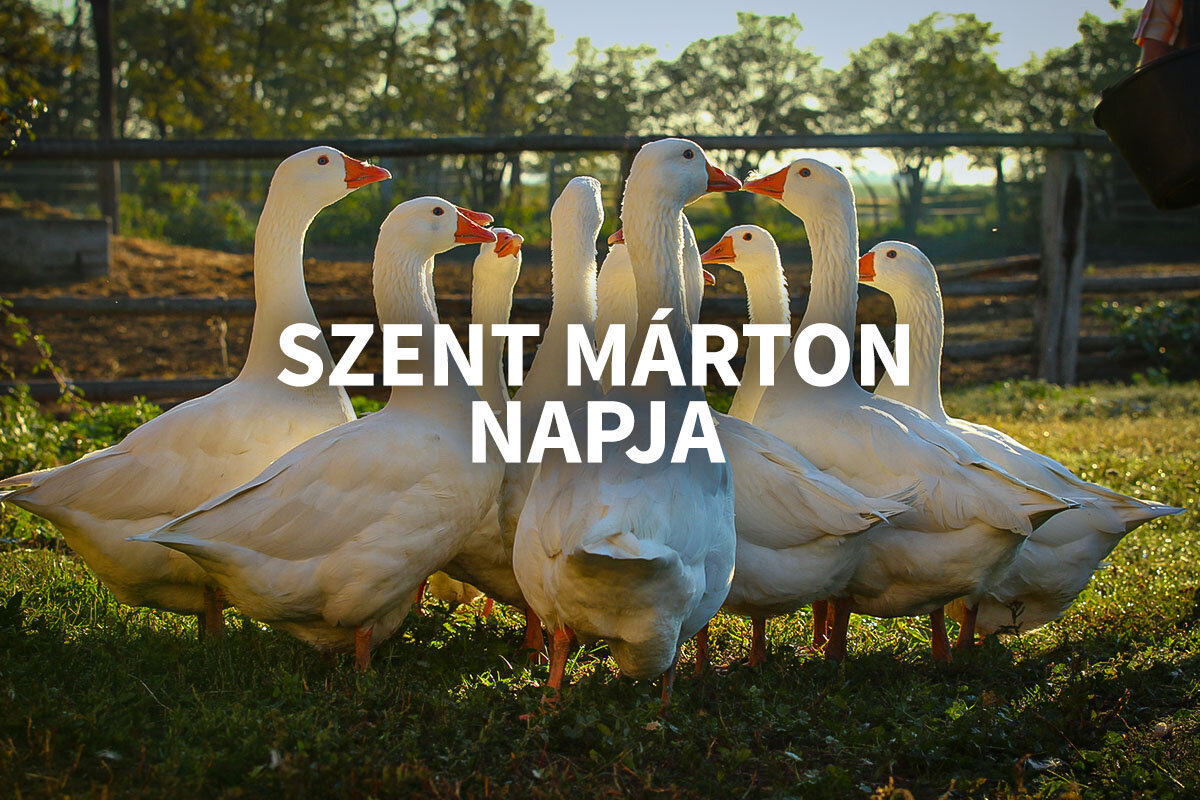 „… mert aki Márton napján libát nem eszik, az egész évben éhezik!”
